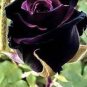 Holland Candy Stripe Rose Bonsai Lover Gift Blue Green Black 100 seeds