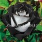 Holland Candy Stripe Rose Bonsai Lover Gift Blue Green Black 100 seeds