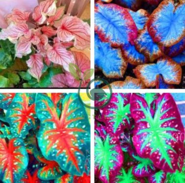 Multiple Colour Thailand Caladium Bonsai of Perennial Rainbow 300 Seeds