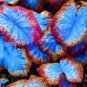 Multiple Colour Thailand Caladium Bonsai of Perennial Rainbow 300 Seeds