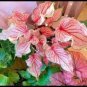 Multiple Colour Thailand Caladium Bonsai of Perennial Rainbow 300 Seeds