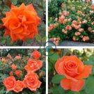 'Orange Parfait' Orange Perennial Flowers 20 Seeds