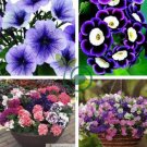 Petenia Bonsai, Mini Seed Flower 200  Seeds