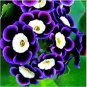 Petenia Bonsai, Mini Seed Flower 200 Seeds