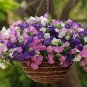 Petenia Bonsai, Mini Seed Flower 200 Seeds