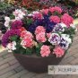 Petenia Bonsai, Mini Seed Flower 200 Seeds
