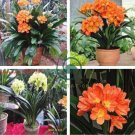 Clivia Miniata Plant Gorgeous Bonsai Rare Bush Lily Flower 200 Seeds