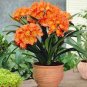 Clivia Miniata Plant Gorgeous Bonsai Rare Bush Lily Flower 200 Seeds