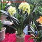 Clivia Miniata Plant Gorgeous Bonsai Rare Bush Lily Flower 200 Seeds