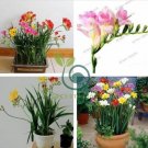 Freesias Bonsai Gorgeous Colorful & Fragrant Plants  200 seeds