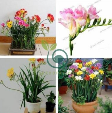 Freesias Bonsai Gorgeous Colorful & Fragrant Plants  200 seeds