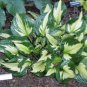 Hosta 'Whirl Wind' Flower 200 Seeds