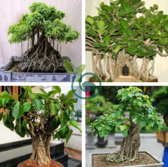 Tropica Bonsai Bobaum Bodhibaum (Ficus Religiosa) - 200 Samen Ficus  Religiosa Samen