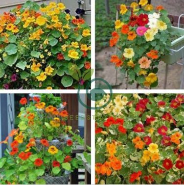 Nasturtium Bonsai Easy Planting Flower Hanging Plants 20 Seeds