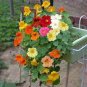 Nasturtium Bonsai Easy Planting Flower Hanging Plants 20 Seeds