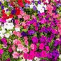 Hanging Petunia Bonsai Flower Blue 400 Seeds