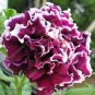 Bonsai Petunia Garden Bonsai Moon Night Sky Double Purple Flowers 400 Seeds