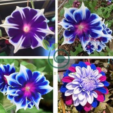 Rare Star Blue Bonsai Garden and Patio Potted Plant Morning Glory Flowers 200 Seeds