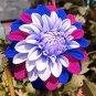 Rare Star Blue Bonsai Garden and Patio Potted Plant Morning Glory Flowers 200 Seeds