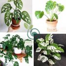 Rare Palm Turtle Leaves Monstera Potted Plant 200 seeds