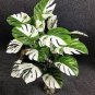 Rare Palm Turtle Leaves Monstera Potted Plant 200 seeds