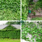 Boston Ivy Plants Rare and Original Japanese Creeper Plants 200 Seeds