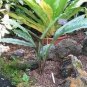 Kaempferia rotunda Bonsai 200 Seeds
