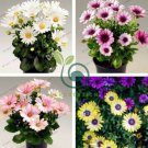 African Blue Eyed Daisy Plantas Osteospermum Plants 200 Seeds