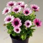 African Blue Eyed Daisy Plantas Osteospermum Plants 200 Seeds