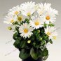 African Blue Eyed Daisy Plantas Osteospermum Plants 200 Seeds