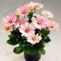 African Blue Eyed Daisy Plantas Osteospermum Plants 200 Seeds