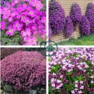 Creeping Thyme Bonsai - Perfect for Flower 200 Seeds