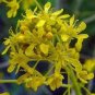 Traditional Medicine Herb Isatis Tinctoria  400 Seeds