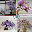 Jacaranda Mimosifolia Tree Bonsai 40 Seeds