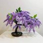 Jacaranda Mimosifolia Tree Bonsai 40 Seeds