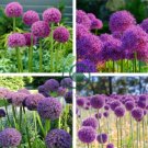 Allium Giganteum Purple 40 Seeds