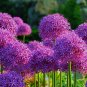 Allium Giganteum Purple 40 Seeds