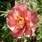 'Kopper Kettle' Orange Peony Tree 10 Seeds