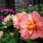 'Kopper Kettle' Orange Peony Tree 10 Seeds