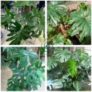 Philodendron Tree 400 Seeds
