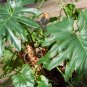 Philodendron Tree 400 Seeds