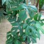 Philodendron Tree 400 Seeds