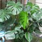 Philodendron Tree 400 Seeds