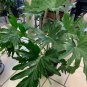 Philodendron Tree 400 Seeds