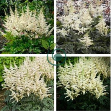 Astilbe Chinensis Seeds Light Yellow Color 200 Seeds