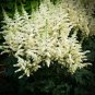 Astilbe Chinensis Seeds Light Yellow Color 200 Seeds