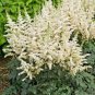 Astilbe Chinensis Seeds Light Yellow Color 200 Seeds