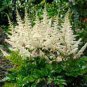 Astilbe Chinensis Seeds Light Yellow Color 200 Seeds