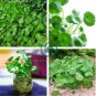 Hydroponics Flower Aquarium Grass Plants Penny Grass 200 Seeds