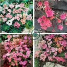 Lewisia Cotyledon 'Galaxy Mixed' Flower 10 Seeds